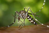 dengue_2015