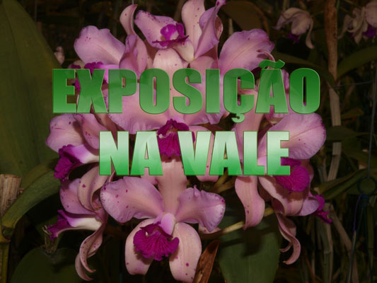 Exposição de orquídeas no Parque Botânico Vale