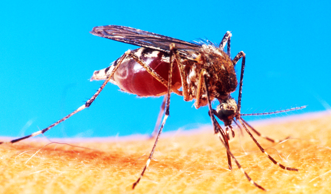 Morte de morador por febre amarela é investigada