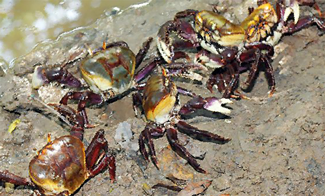 Começa “andada” do caranguejo-uçá