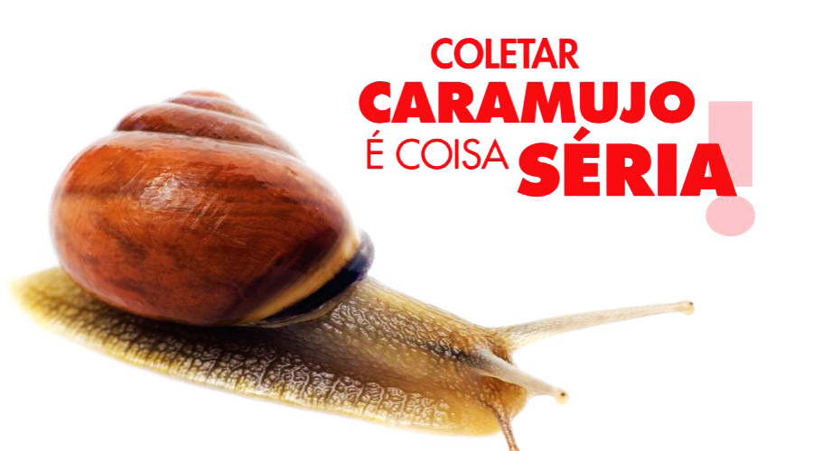 População de Vila Velha entra na luta contra o caramujo africano