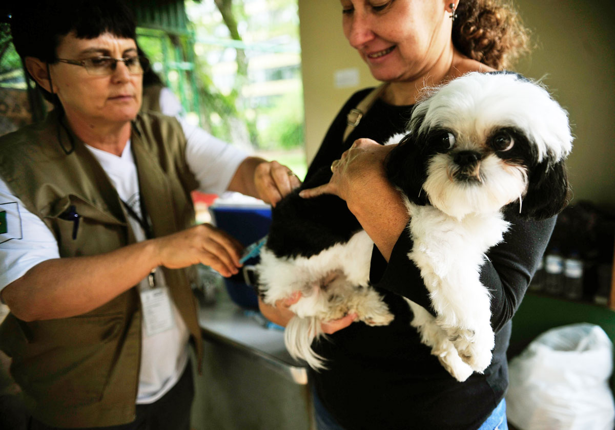Vila Velha vacina 90 cães e gatos em ação no Dia de São Francisco