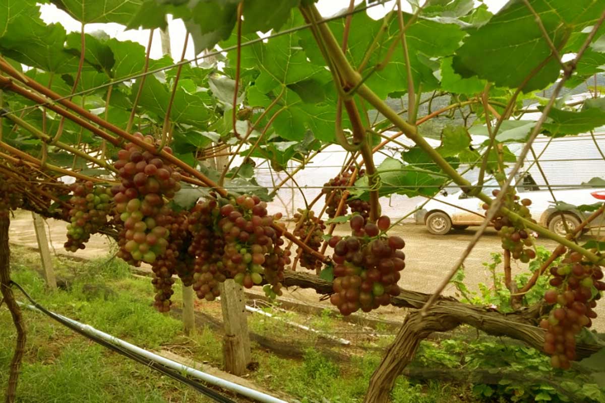 Guarapari incentiva a vinicultura